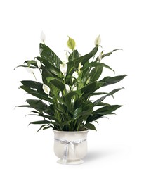 The FTD Comfort Planter from Monrovia Floral in Monrovia, CA